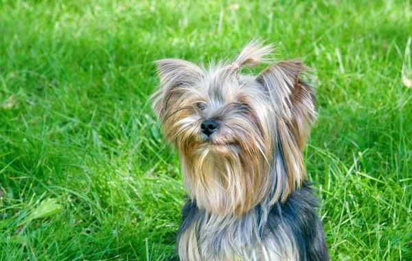 Yorkshire Terrier en parque de la ciudad — Foto de Stock