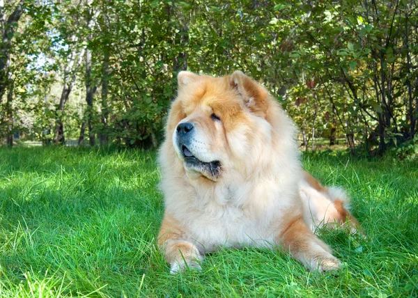 Чау-чау собака в городском парке — стоковое фото