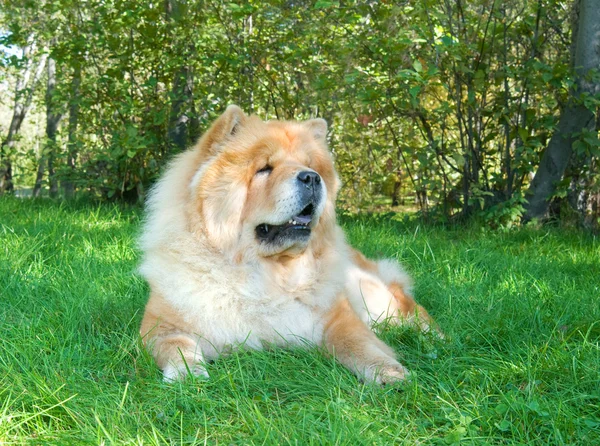 Chow-Chow perro en el parque de la ciudad — Foto de Stock