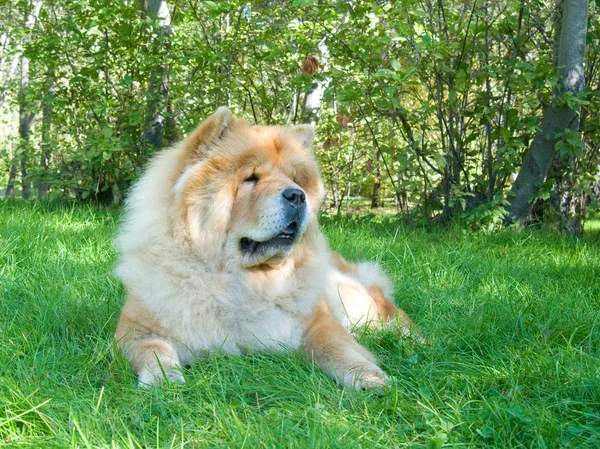 Cão Chow-Chow no parque da cidade — Fotografia de Stock