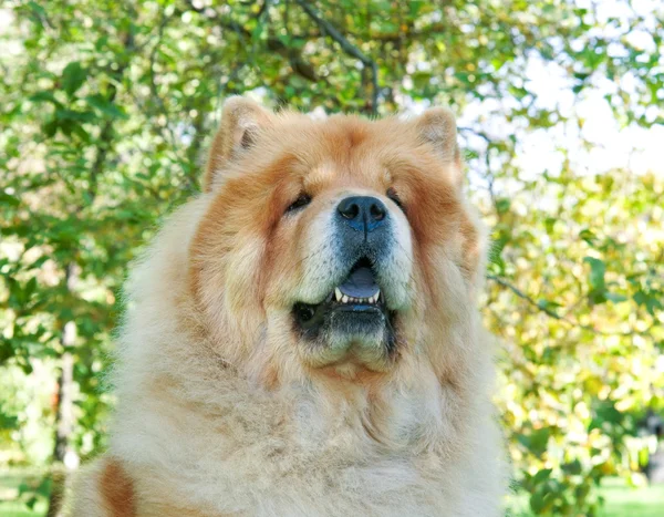 Chow-Chow pes v městském parku — Stock fotografie