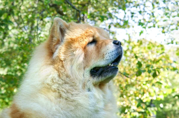 Cão Chow-Chow no parque da cidade — Fotografia de Stock