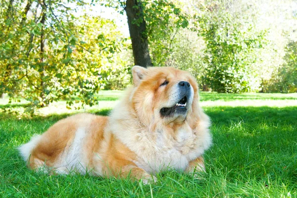 Chow-Chow perro en el parque de la ciudad —  Fotos de Stock