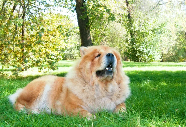 Chow-Chow perro en el parque de la ciudad — Foto de Stock