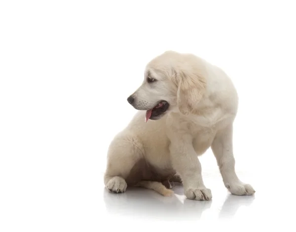 Três meses bonito filhote de cachorro golden retriever, no fundo branco — Fotografia de Stock