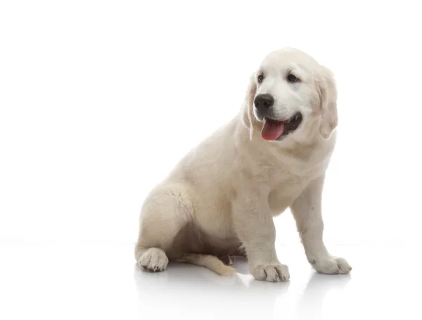 Three month cute golden retriever puppy, on white background — Stock Photo, Image