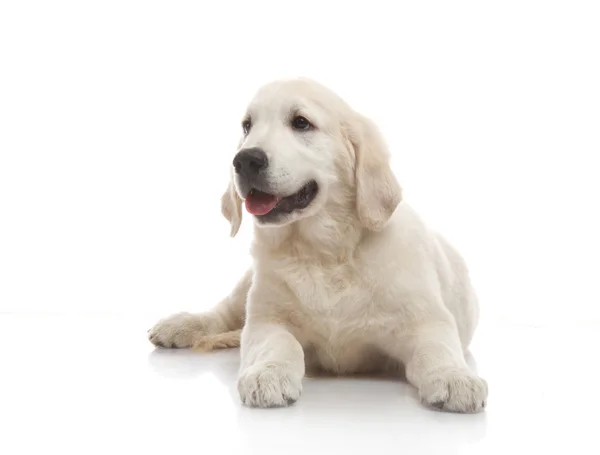 Tres meses lindo cachorro golden retriever, sobre fondo blanco —  Fotos de Stock