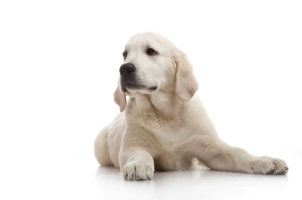 Drie maand schattig gouden retriever pup, op witte achtergrond — Stockfoto