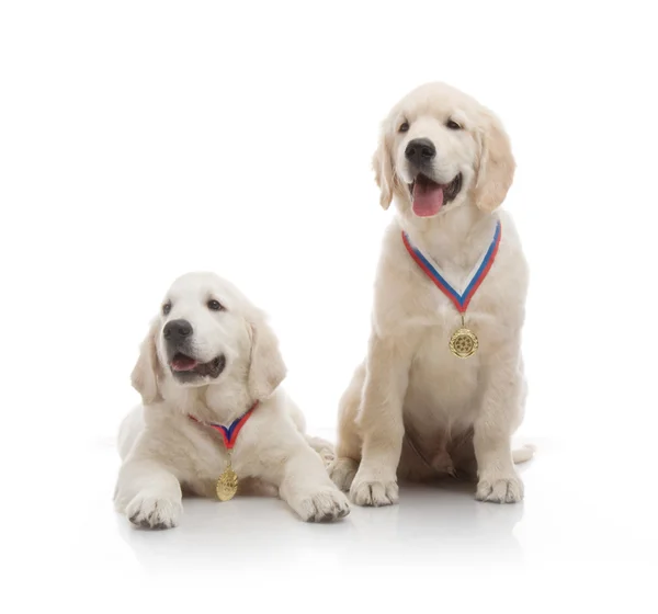 Drie maand schattig gouden retriever pup, op witte achtergrond — Stockfoto