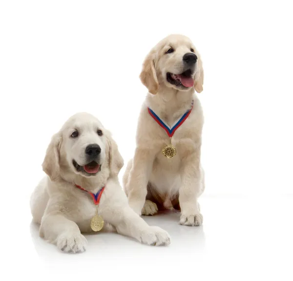 Chiot récupérateur d'or mignon de trois mois, sur fond blanc — Photo