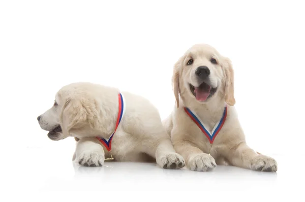 Três meses bonito filhote de cachorro golden retriever, no fundo branco — Fotografia de Stock