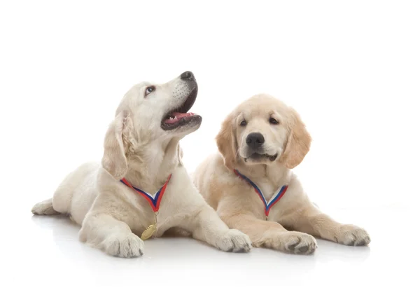 Drie maand schattig gouden retriever pup, op witte achtergrond — Stockfoto