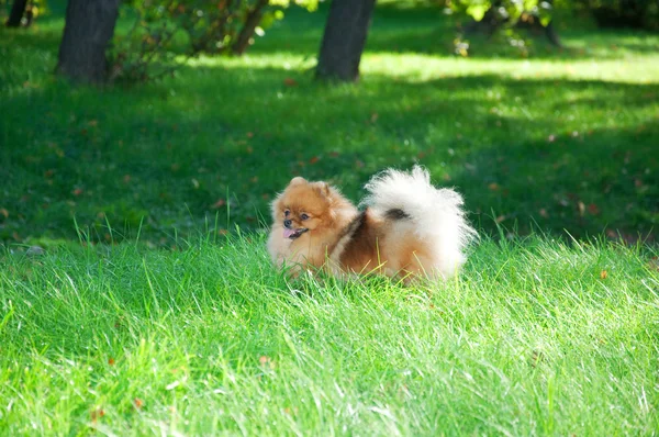 Spitz, Pommeren hond in stadspark — Stockfoto