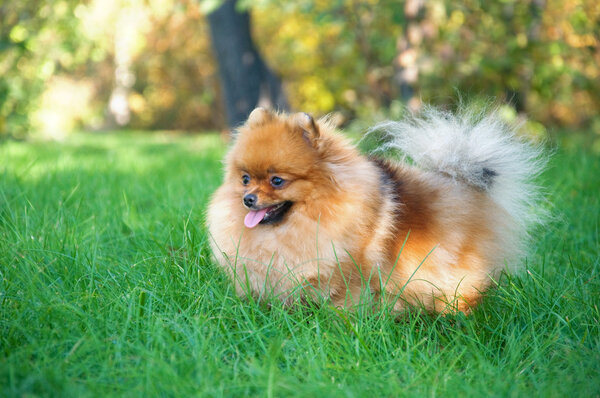 Spitz, Померанская собака в городском парке
