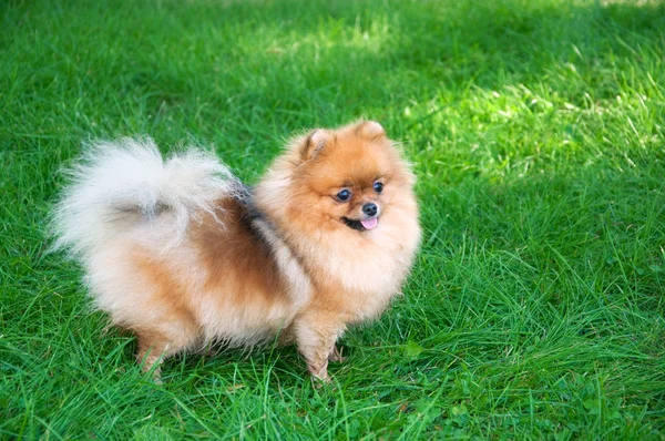 Spitz, chien poméranien dans le parc de la ville — Photo