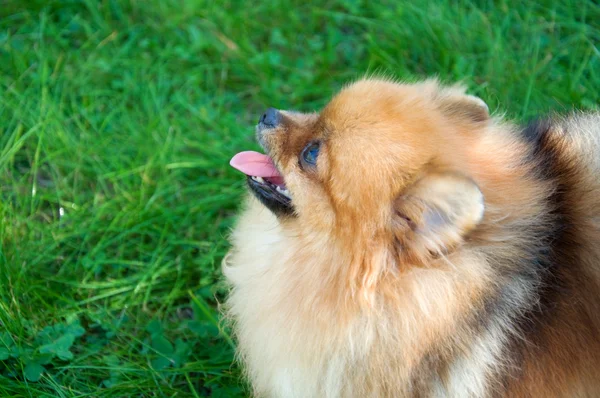Spitz, pomeranian hund i stadsparken — Stockfoto