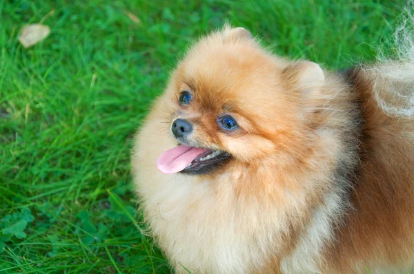 Spitz, Pommeren hond in stadspark — Stockfoto