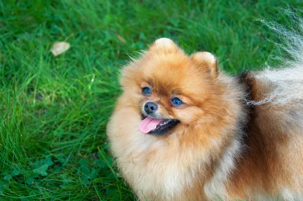 Spitz, pomeranian σκύλος στο πάρκο της πόλης — Φωτογραφία Αρχείου