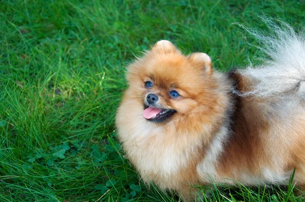 Spitz, Pommeren hond in stadspark — Stockfoto