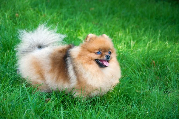 Spitz, pomeranian σκύλος στο πάρκο της πόλης — Φωτογραφία Αρχείου