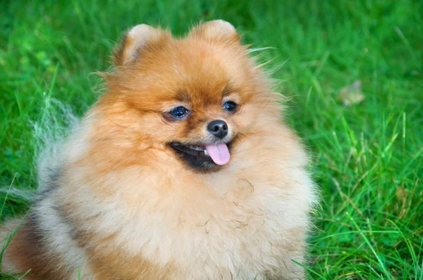 Spitz, pomeranian hund i stadsparken — Stockfoto