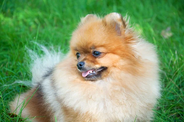 Spitz, Pomerania perro en el parque de la ciudad — Foto de Stock