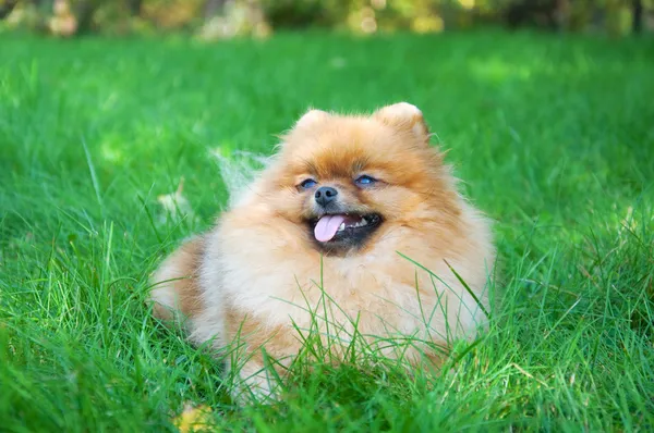 Spitz, Pommeren hond in stadspark — Stockfoto