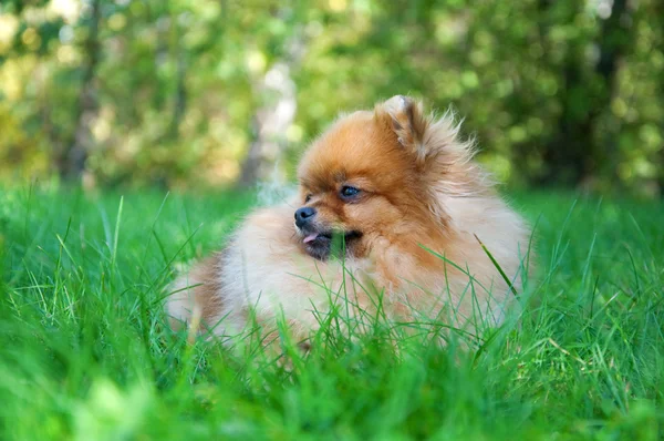 Spitz, Pomerania perro en el parque de la ciudad — Foto de Stock