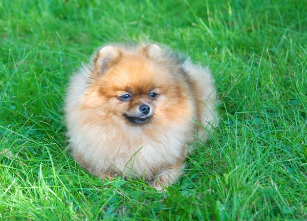 Spitz, Pommeren hond in stadspark — Stockfoto