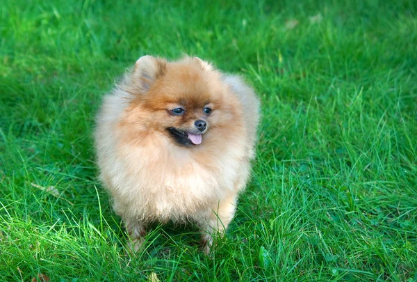 Spitz, pomeranian σκύλος στο πάρκο της πόλης — Φωτογραφία Αρχείου