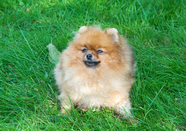 Spitz, Şehir Parkı Pomeranya köpeği — Stok fotoğraf