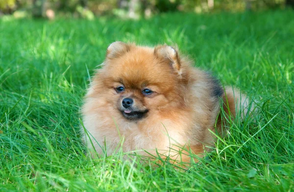 Spitz, pomeranian hund i stadsparken — Stockfoto