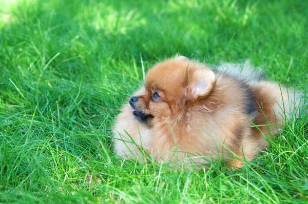 Spitz, cão da Pomerânia no parque da cidade — Fotografia de Stock