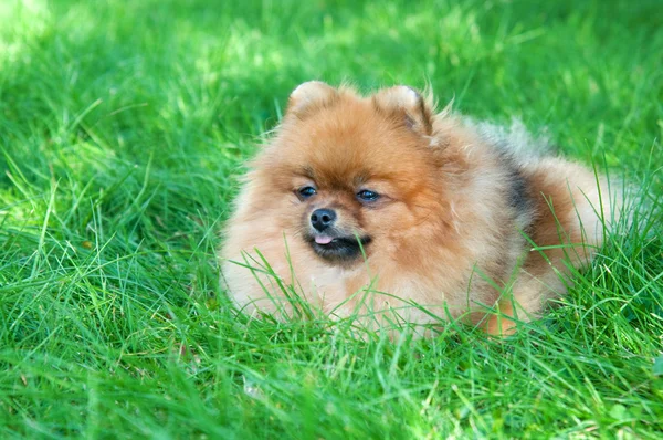 Spitz, cão da Pomerânia no parque da cidade — Fotografia de Stock