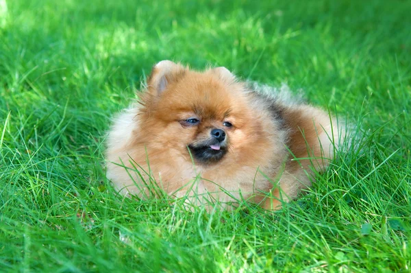 Spitz, pomeranian σκύλος στο πάρκο της πόλης — Φωτογραφία Αρχείου