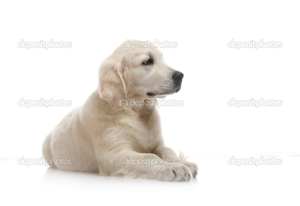 Three month cute golden retriever puppy, on white background