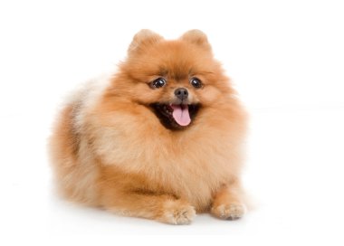 Spitz, beyaz zemin üzerine Studio Pomeranya köpeği