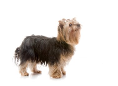 Yorkshire terrier Studio