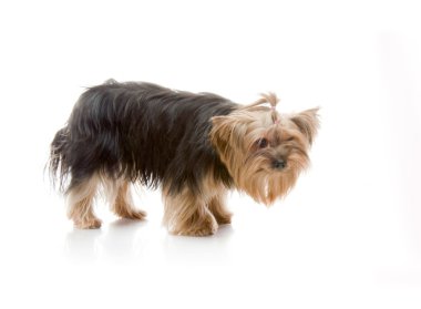 Yorkshire terrier Studio