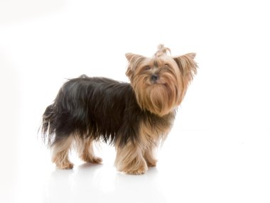 Yorkshire terrier Studio