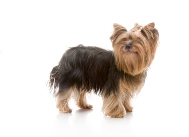 Yorkshire terrier Studio