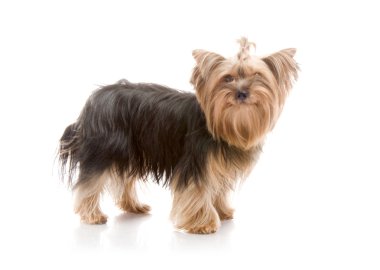Yorkshire terrier Studio