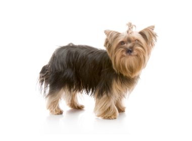 Yorkshire terrier Studio