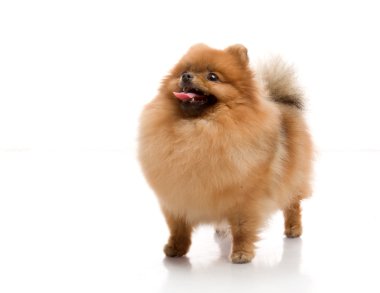 Spitz, beyaz zemin üzerine Studio Pomeranya köpeği