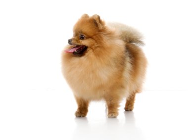Spitz, beyaz zemin üzerine Studio Pomeranya köpeği