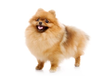 Spitz, beyaz zemin üzerine Studio Pomeranya köpeği