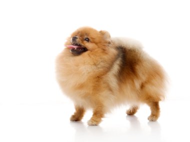 Spitz, beyaz zemin üzerine Studio Pomeranya köpeği