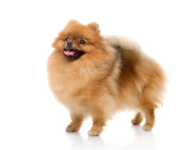 Spitz, beyaz zemin üzerine Studio Pomeranya köpeği