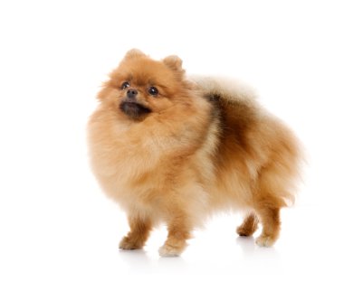 Spitz, beyaz zemin üzerine Studio Pomeranya köpeği