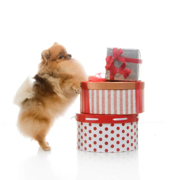 Spitz, cão da Pomerânia com caixas de presente em estúdio filmado em fundo branco — Fotografia de Stock